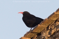 Čavka červenozobá - Pyrrhocorax pyrrhocorax - Red-billed Chough