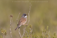 Penica okuliarnatá - Sylvia conspicillata - Spectacled Warbler
