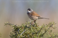 Penica okuliarnatá - Sylvia conspicillata - Spectacled Warbler
