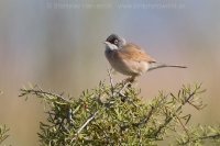 Penica okuliarnatá - Sylvia conspicillata - Spectacled Warbler