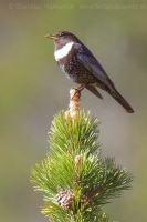 Drozd kolohrivý - Turdus torquatus - Ring Ouzel