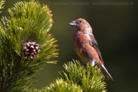 Krivonos smrekový - Loxia curvirostra - Common Crossbill