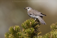 Drozd trskotavý - Turdus viscivorus - Mistle Thrush
