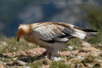 Zdochlinár biely - Neophron percnopterus - Egyptian Vulture