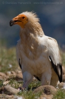 Zdochlinár biely - Neophron percnopterus - Egyptian Vulture
