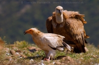 Zdochlinár biely - Neophron percnopterus - Egyptian Vulture + Sup bielohlavý - Gyps fulvus - Eurasian Griffon Vulture