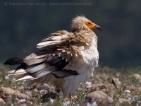 Zdochlinár biely - Neophron percnopterus - Egyptian Vulture