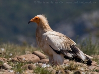 Zdochlinár biely - Neophron percnopterus - Egyptian Vulture