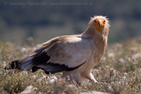Zdochlinár biely - Neophron percnopterus - Egyptian Vulture