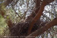 Haja tmavá - Milvus migrans - Black Kite
