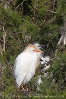 Hltavka chochlatá - Bubulcus ibis - Cattle Egret