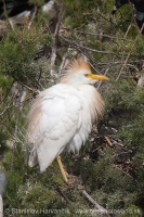 Hltavka chochlatá - Bubulcus ibis - Cattle Egret