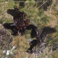Ibisovec hnedý - Plegadis falcinellus - Glossy Ibis