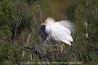 Hltavka chochlatá - Bubulcus ibis - Cattle Egret