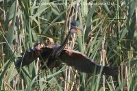 Volavka purpurová - Ardea purpurea - Purple Heron