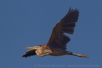 Volavka purpurová - Ardea purpurea - Purple Heron