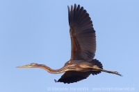 Volavka purpurová - Ardea purpurea - Purple Heron