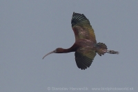 Ibisovec hnedý - Plegadis falcinellus - Glossy Ibis