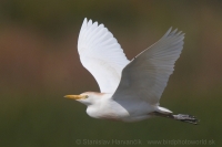 Hltavka chochlatá - Bubulcus ibis - Cattle Egret