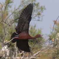 Ibisovec hnedý - Plegadis falcinellus - Glossy Ibis