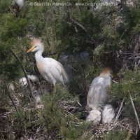 Hltavka chochlatá - Bubulcus ibis - Cattle Egret
