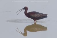 Ibisovec hnedý - Plegadis falcinellus - Glossy Ibis