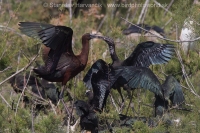 Ibisovec hnedý - Plegadis falcinellus - Glossy Ibis