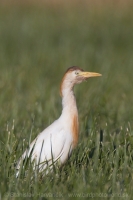 Hltavka chochlatá - Bubulcus ibis - Cattle Egret