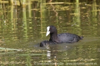 Lyska čierna - Fulica atra - Eurasian Coot