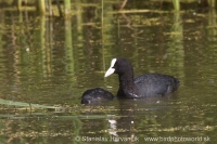 Lyska čierna - Fulica atra - Eurasian Coot