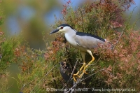 Chavkoš nočný - Nycticorax nycticorax - Night Heron