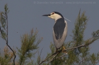 Chavkoš nočný - Nycticorax nycticorax - Night Heron
