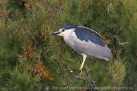 Chavkoš nočný - Nycticorax nycticorax - Night Heron