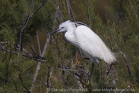 Beluša malá - Egretta garzetta - Little Egret