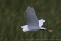 Beluša malá - Egretta garzetta - Little Egret