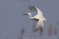 Beluša malá - Egretta garzetta - Little Egret