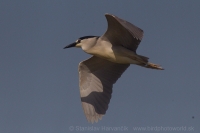 Chavkoš nočný - Nycticorax nycticorax - Night Heron