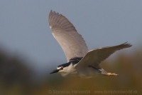Chavkoš nočný - Nycticorax nycticorax - Night Heron