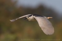 Chavkoš nočný - Nycticorax nycticorax - Night Heron