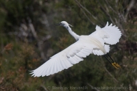 Beluša malá - Egretta garzetta - Little Egret