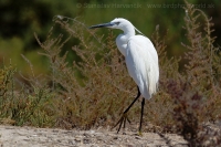 Beluša malá - Egretta garzetta - Little Egret