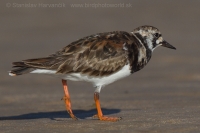 Kamenár strakatý - Arenaria interpres - Turnstone