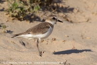 Kulík morský - Charadrius alexandrinus - Kentish Plover