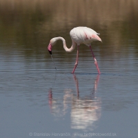 Plameniak ružový - Phoenicopterus roseus - Flamingo