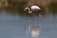 Plameniak ružový - Phoenicopterus roseus - Flamingo