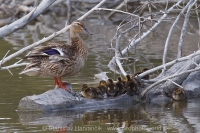 Kačica divá - Anas platyrhynchos - Mallard
