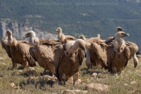 Sup bielohlavý -Gyps fulvus - Eurasian Griffon Vulture