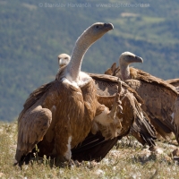 Sup bielohlavý -Gyps fulvus - Eurasian Griffon Vulture