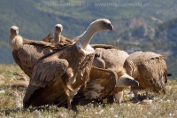 Sup bielohlavý -Gyps fulvus - Eurasian Griffon Vulture