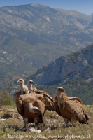 Sup bielohlavý -Gyps fulvus - Eurasian Griffon Vulture